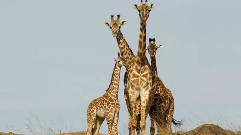 Gündə cəmi 30 dəqiqə yatır, həftədə bir neçə dəfə su içir: Bu hansı heyvandır?