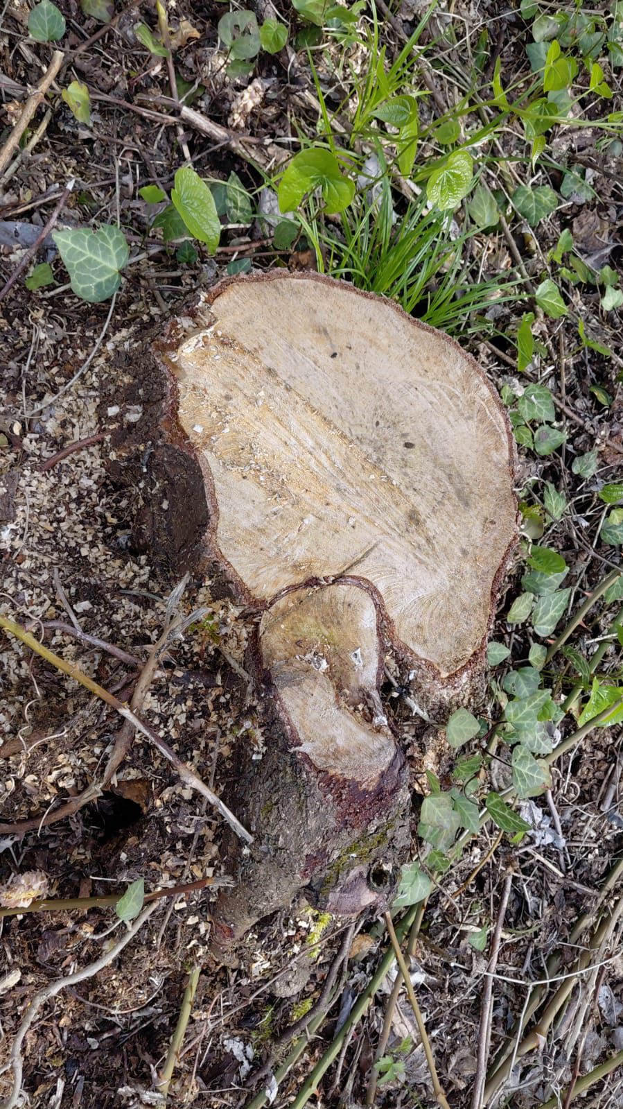 Oğuzda qızılağaclar kəsildi: Saxlanılanlar var (FOTO)