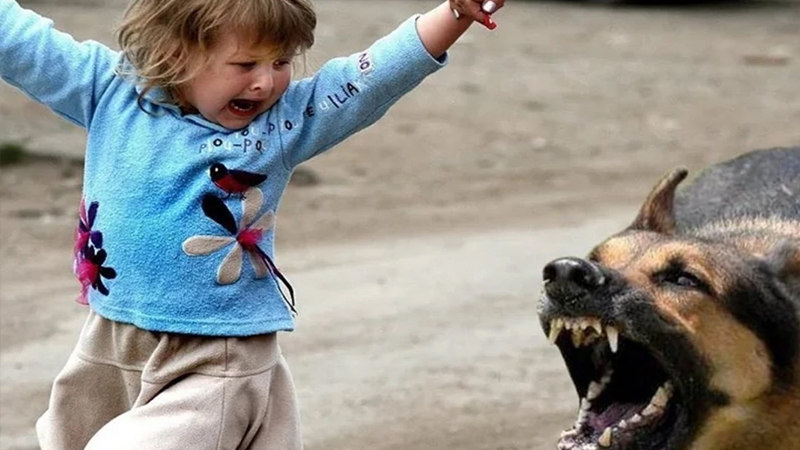 Biləsuvarda iki həftədə 26 nəfəri it dişləyib - 9-u uşaqdır