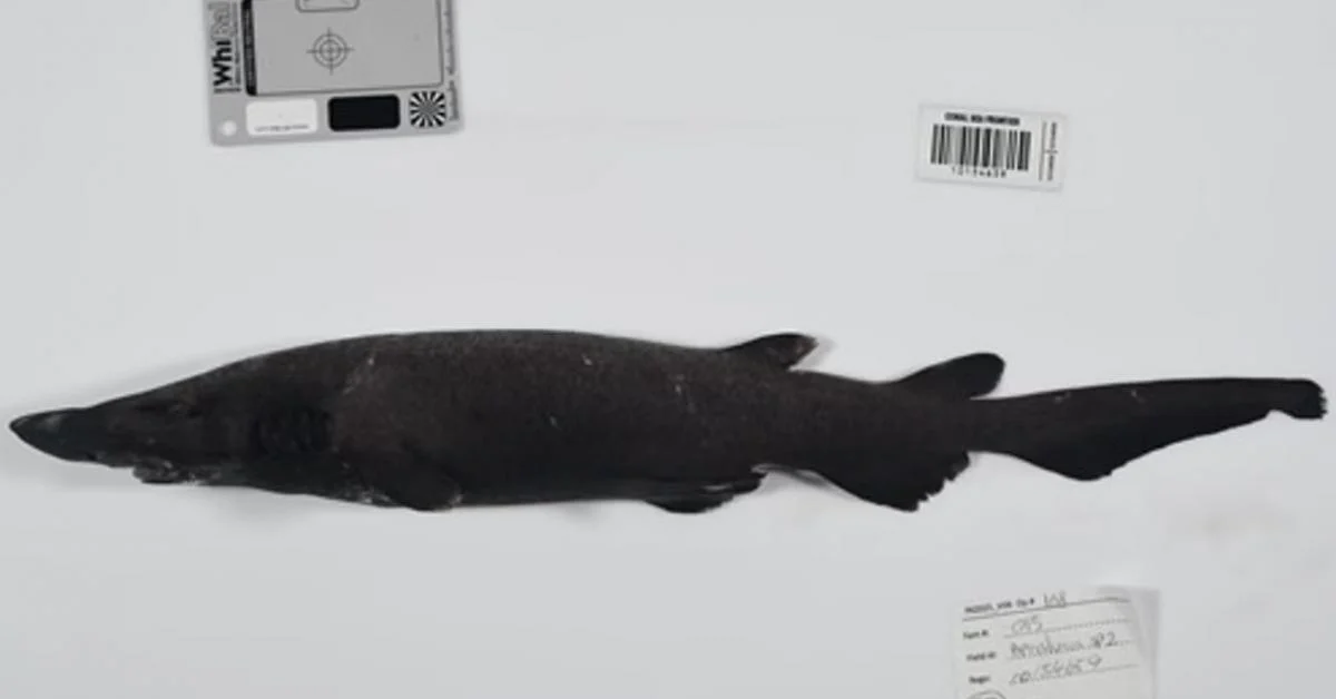 Mərcan dənizində elmə məlum olmayan yüzlərlə canlı tapıldı (FOTO)