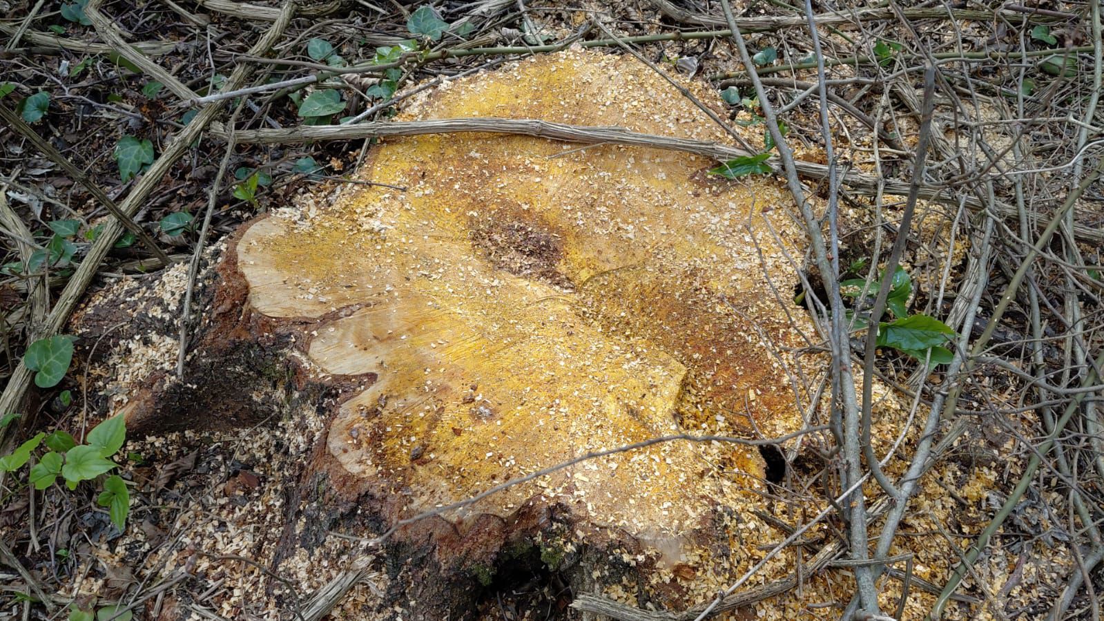 Oğuzda qızılağaclar kəsildi: Saxlanılanlar var (FOTO)