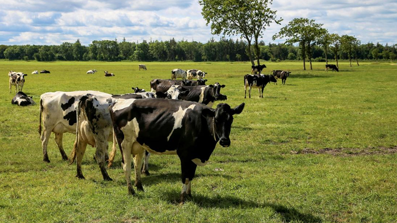 Rusiyada təhlükəli heyvan virusu epidemiyası yayılır - Hökumət faktı gizlədir