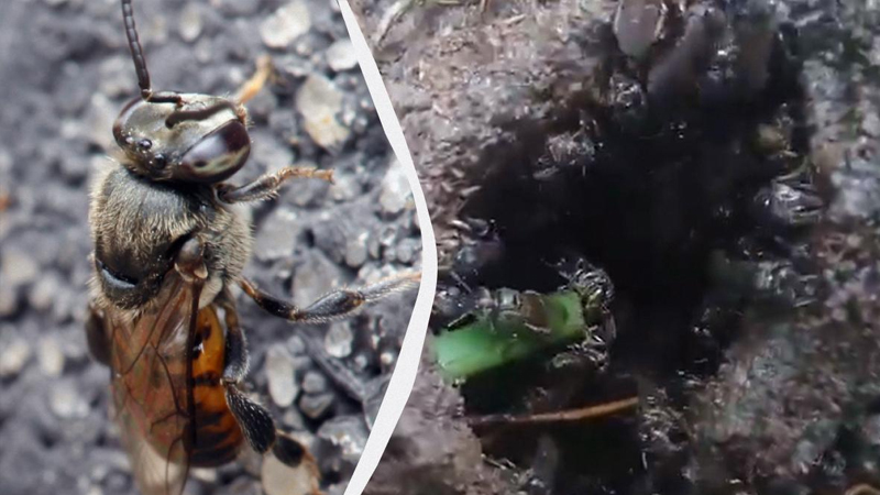 Dünyada ilk dəfə həşəratlara hüquqlar verildi: Onlar 