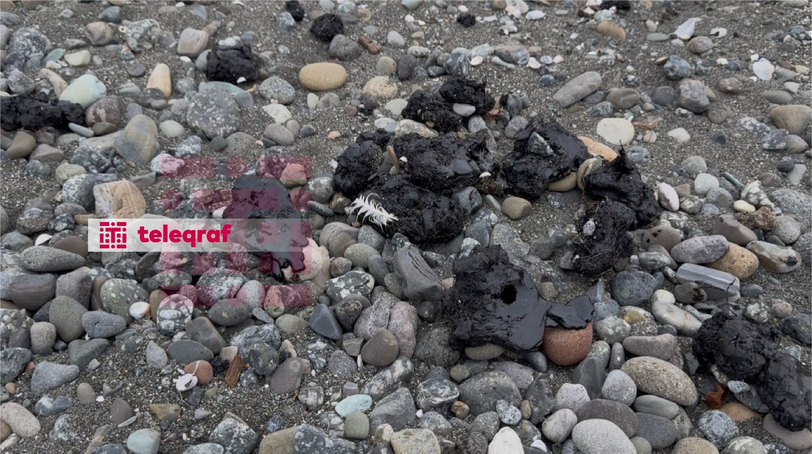 Xəzər sahilində qara təhlükə: Lənkəranda sahilə mazut parçaları çıxır (FOTO)