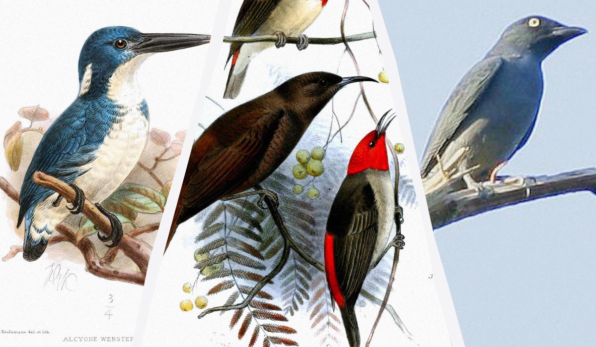 2025-ci ildə 5 nadir quş yenidən 