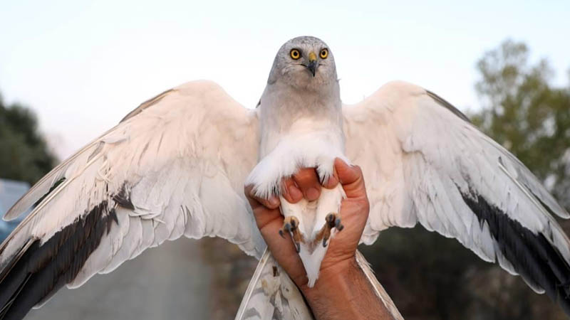 İğdırdan 4 günə Gəncəyə uçdu