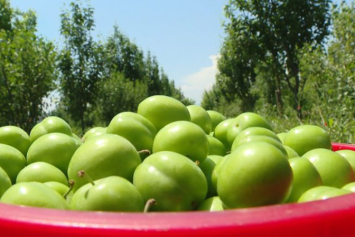 Azərbaycanda alça bağlarında dəhşətli xəstəlik yayıldı (VİDEO)