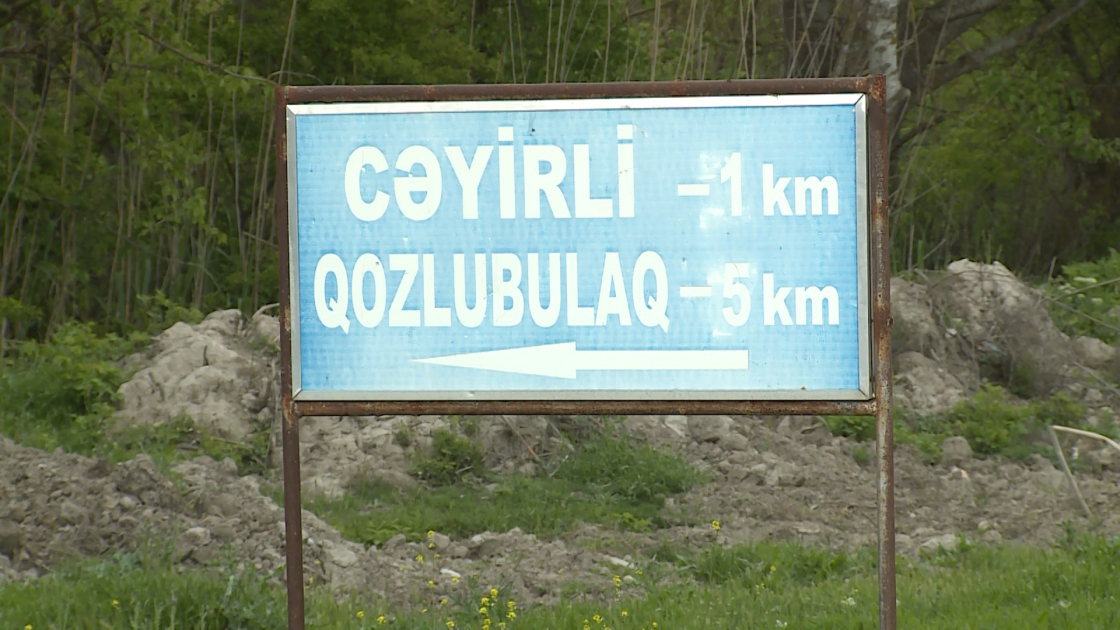 Şəkidə canavarlar qoyun-quzunu parçaladı (FOTO)