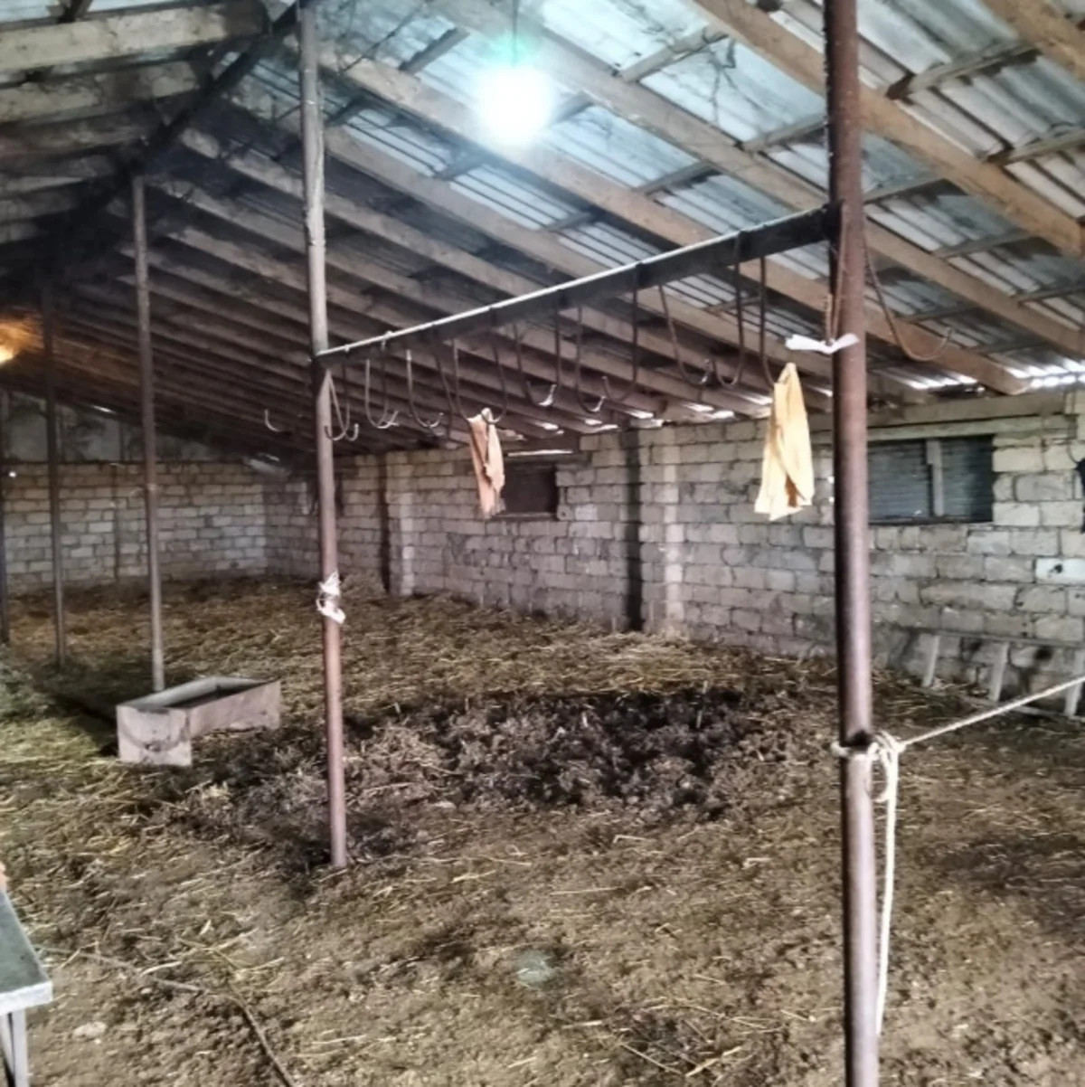 Biləsuvarda 205 kq qanunsuz at əti satışının qarşısı alındı (FOTO)