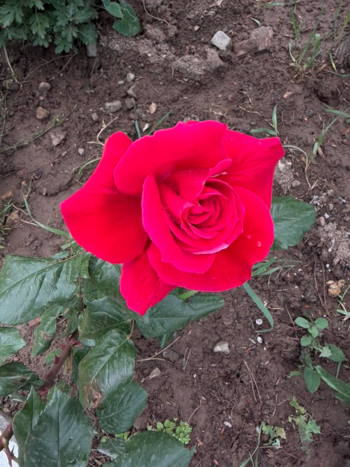 Qızılgülləri məhv edən xəstəlik: Professor mübarizə yollarını açıqlayır (FOTO)