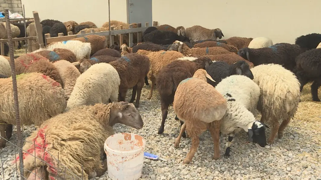 Qurbanlıq heyvanlar neçəyədir? (VİDEO)