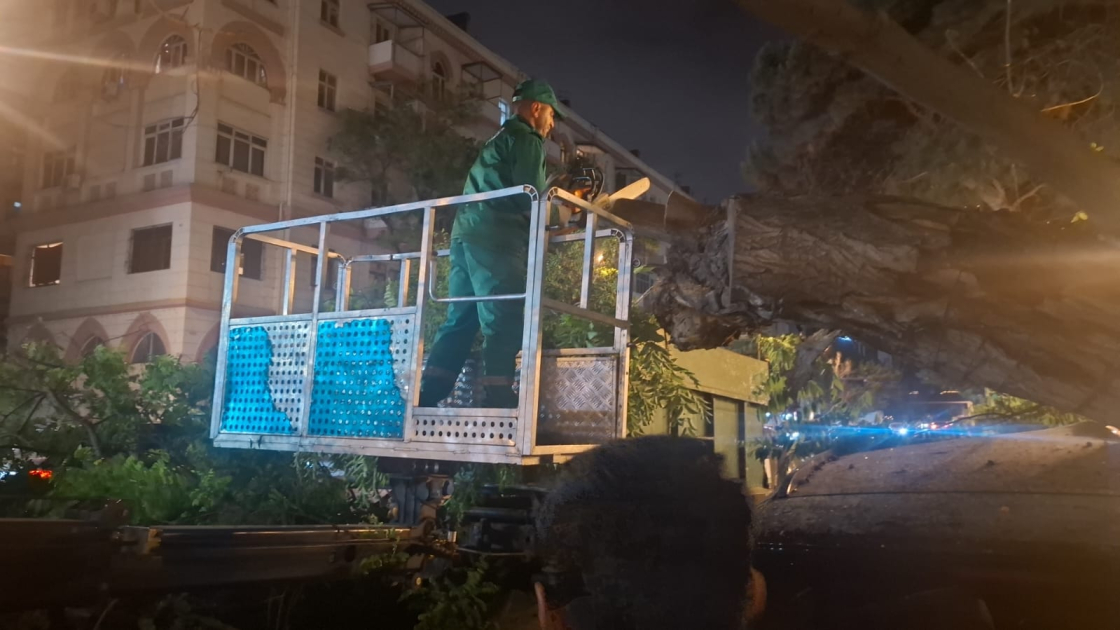 Bakıda şiddətli külək nəticəsində 41 ağac sınıb (FOTO)