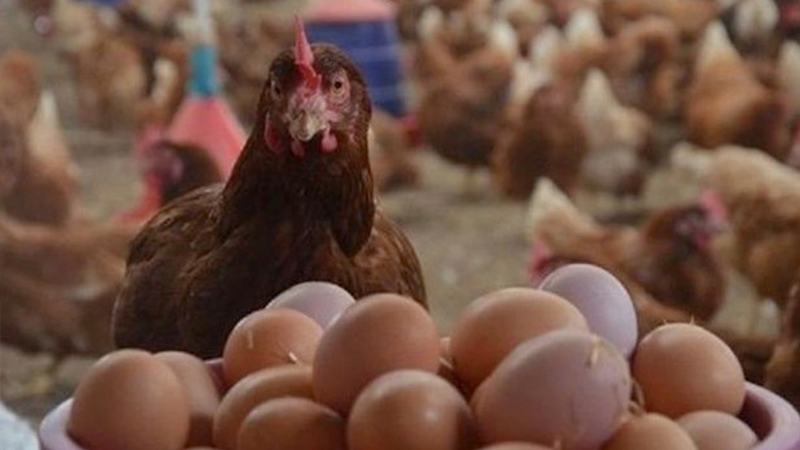 Kənd yumurtası bahalaşıb? (AÇIQLAMA)