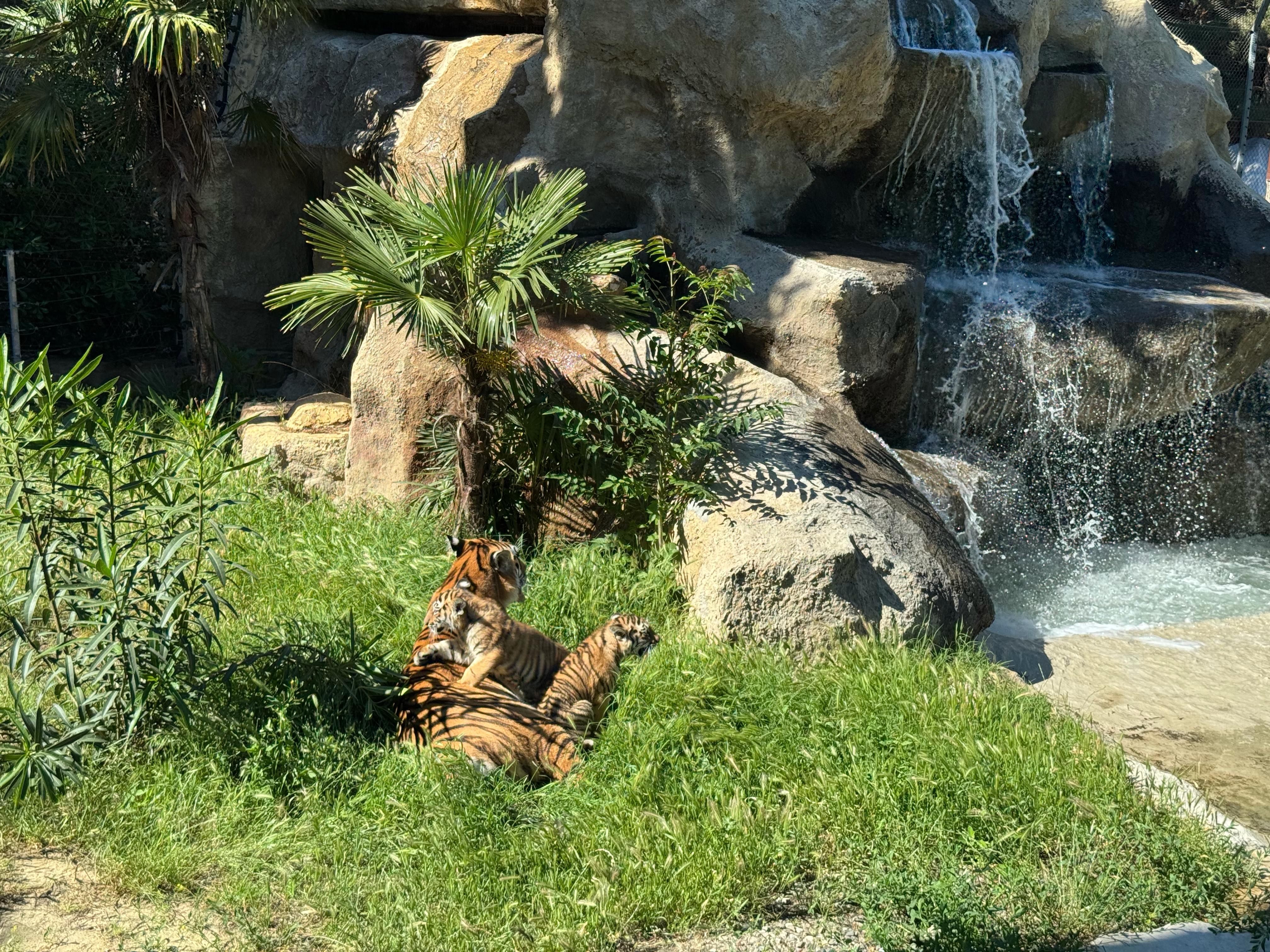 Bakı Zooloji Parkında Amur pələngi balaları dünyaya gəlib (FOTO)