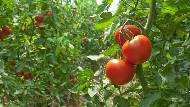 Yaxın günlərdə pomidor bahalaşacaq - Fermer səbəbi açıqladı