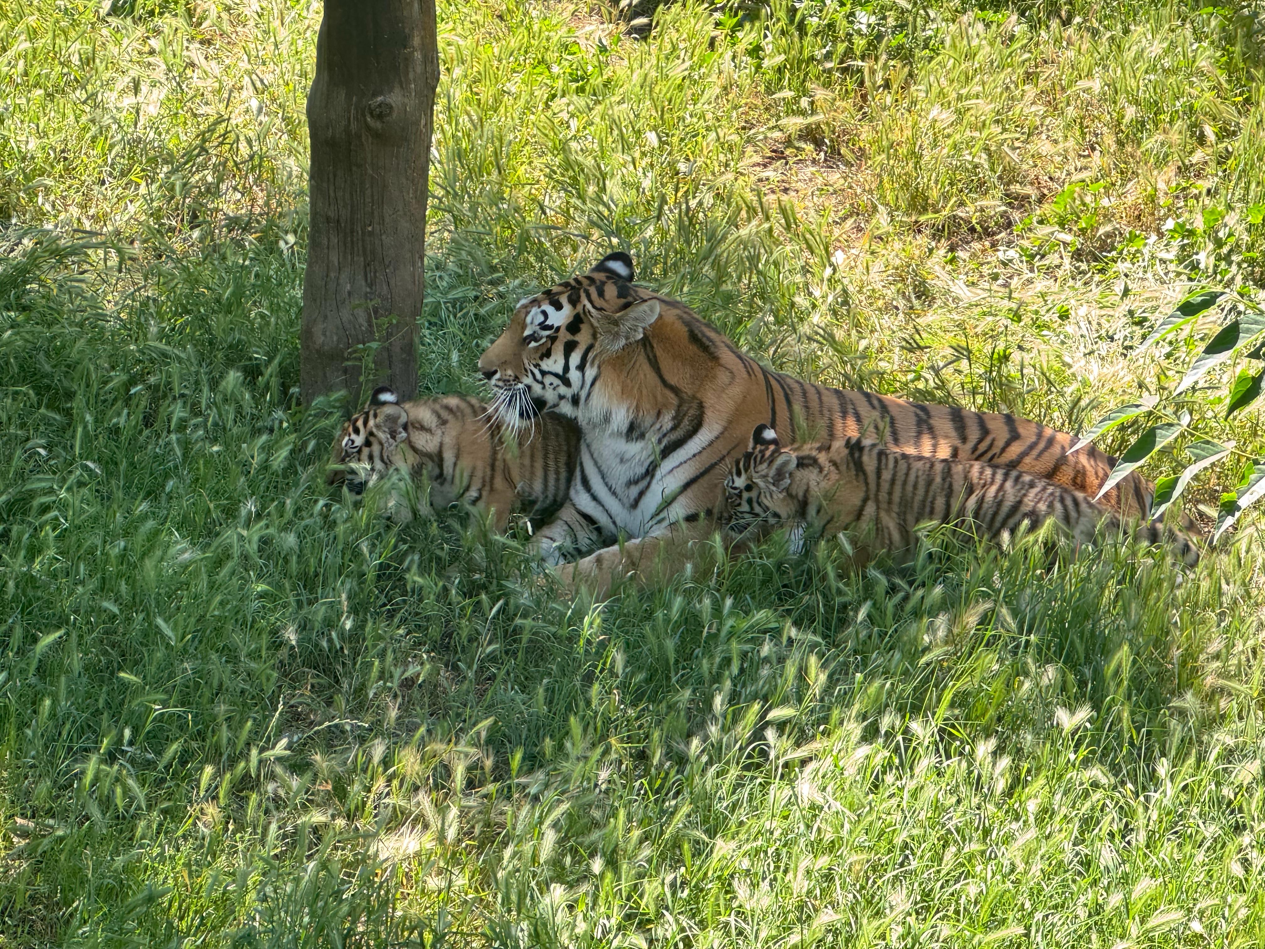 Bakı Zooloji Parkında Amur pələngi balaları dünyaya gəlib (FOTO)