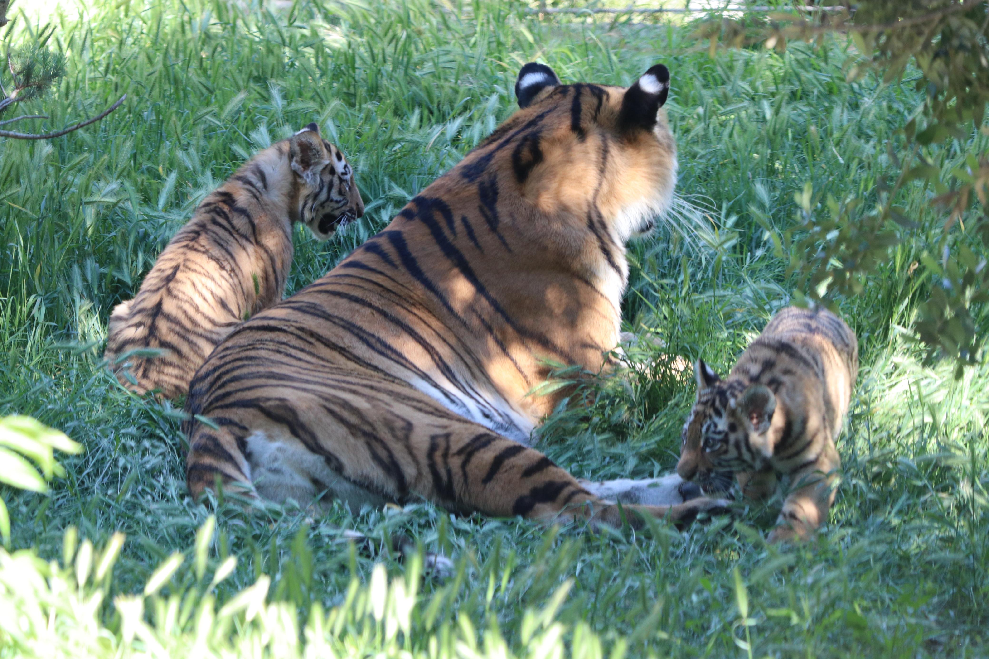 Bakı Zooloji Parkında Amur pələngi balaları dünyaya gəlib (FOTO)