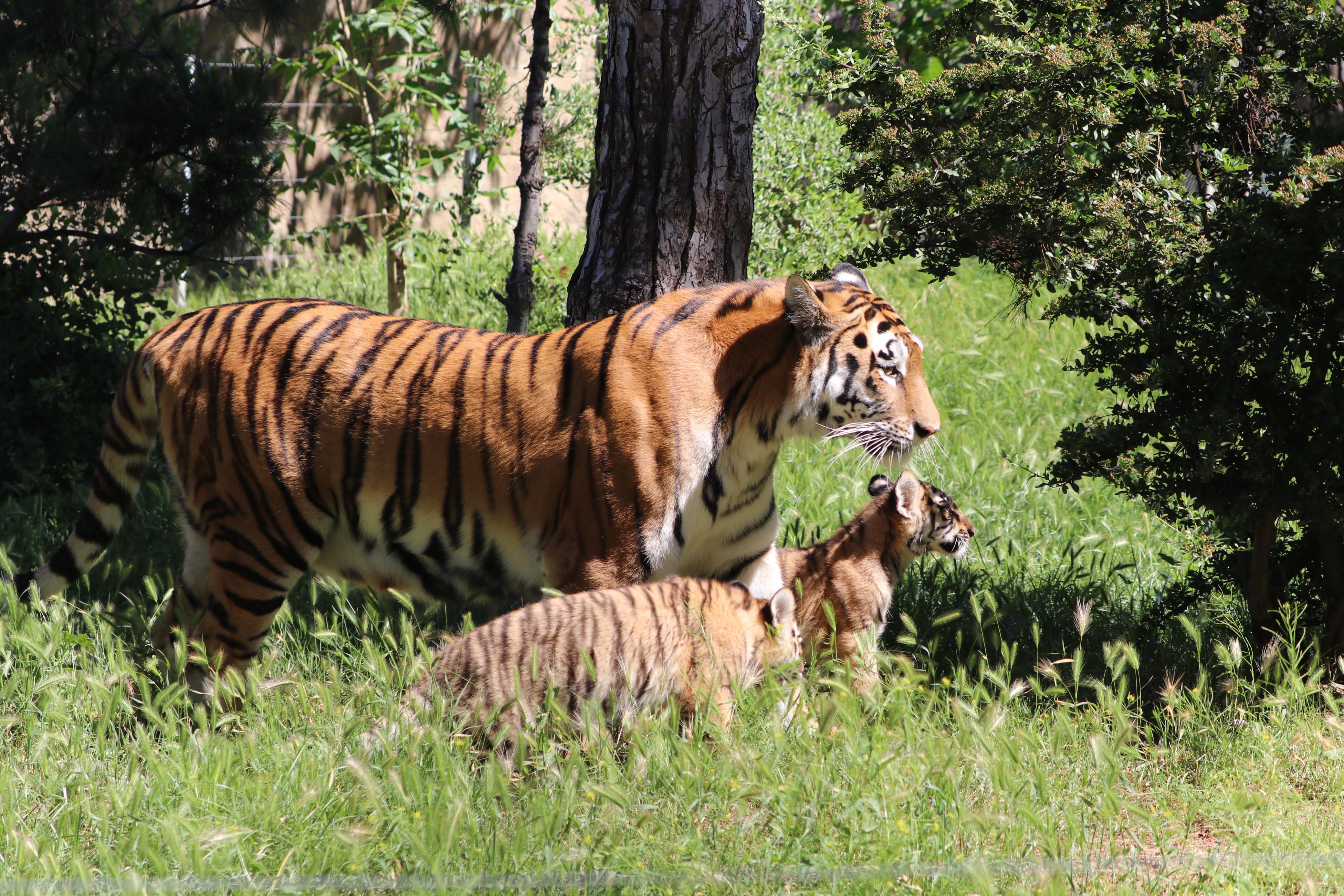 Bakı Zooloji Parkında Amur pələngi balaları dünyaya gəlib (FOTO)