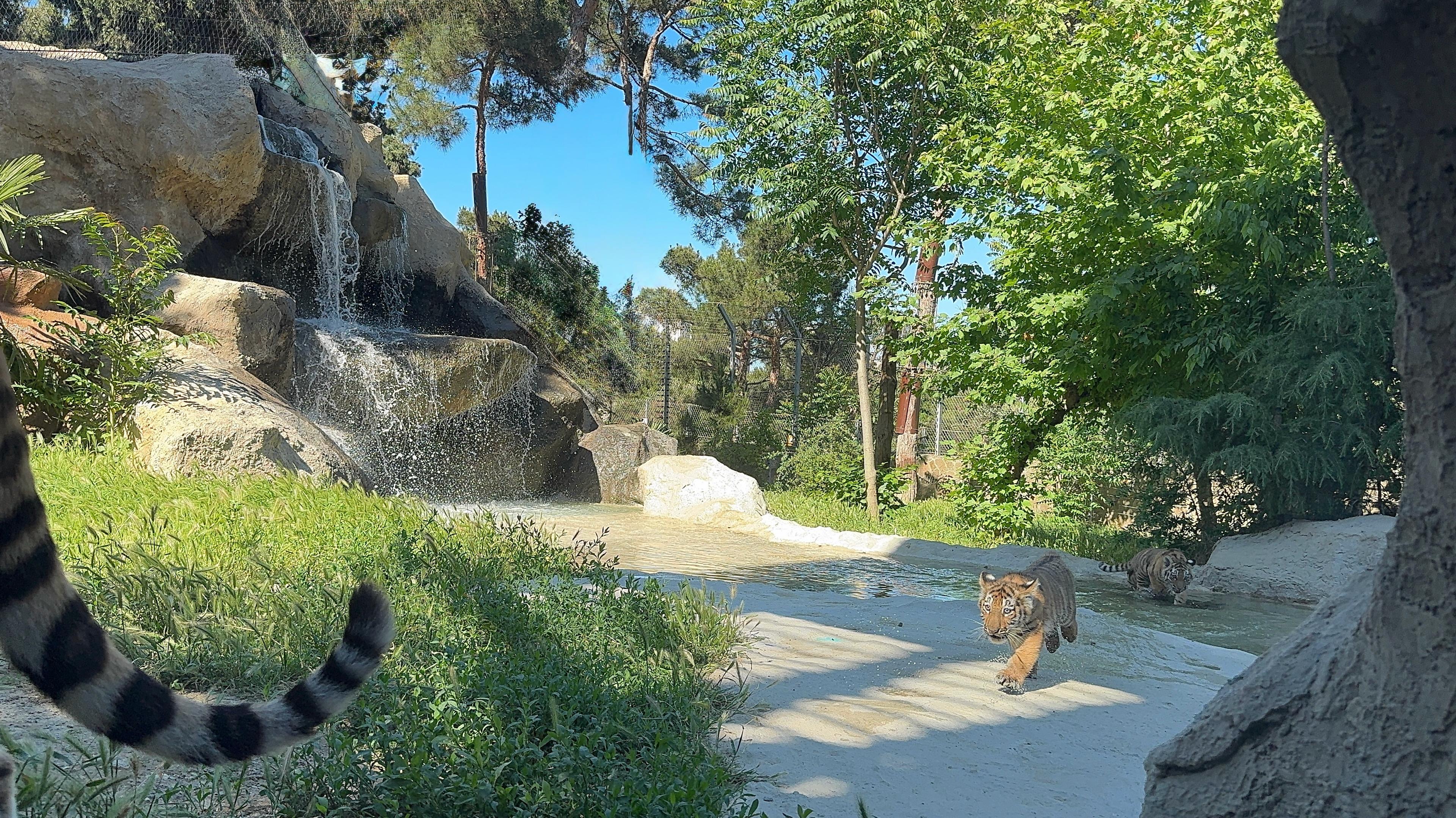 Bakı Zooloji Parkında Amur pələngi balaları dünyaya gəlib (FOTO)