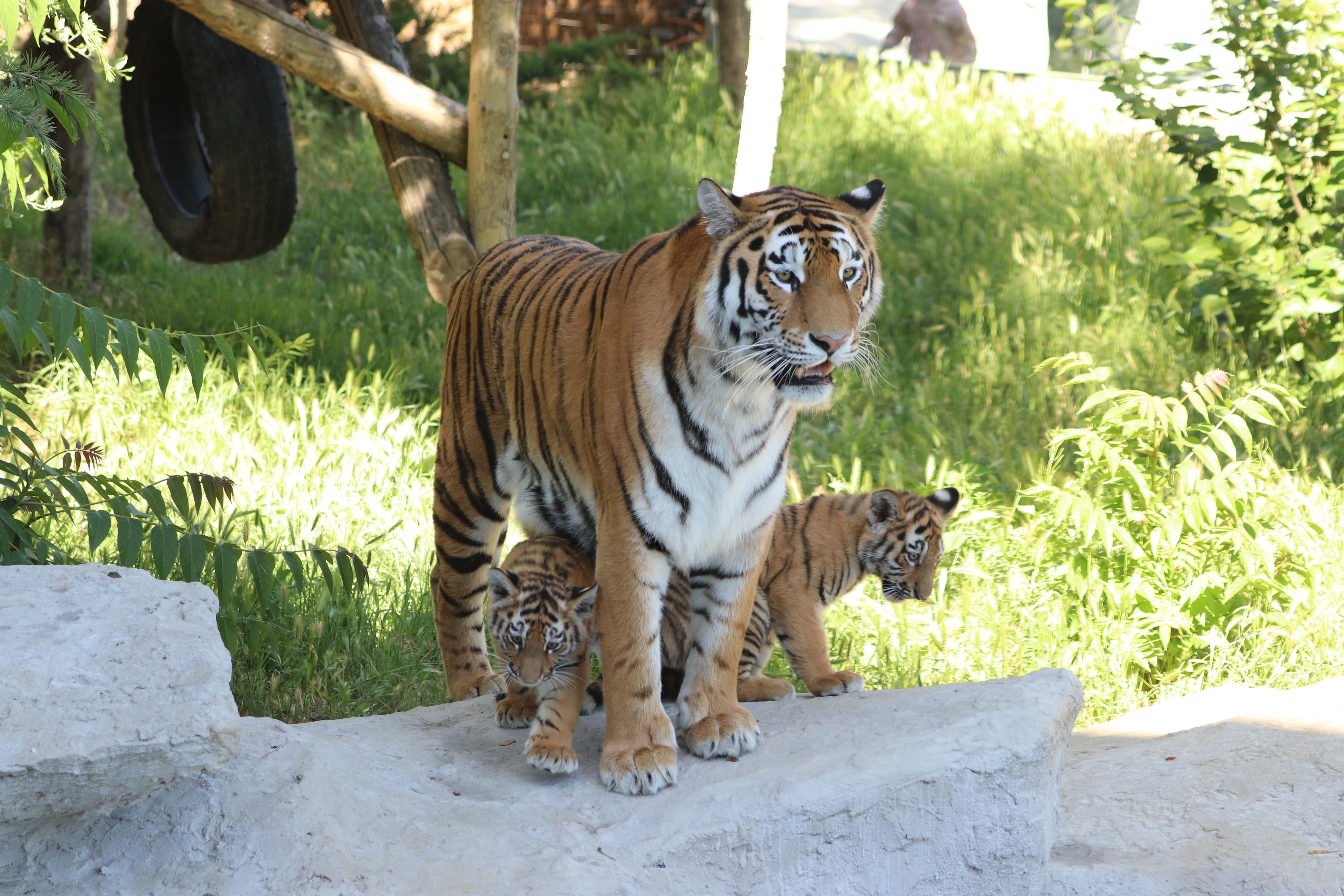 Bakı Zooloji Parkında Amur pələngi balaları dünyaya gəlib (FOTO)
