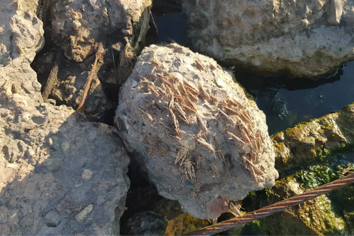 Abşeronda müşahidə edilən çəyirtkələrlə bağlı açıqlama (FOTO)