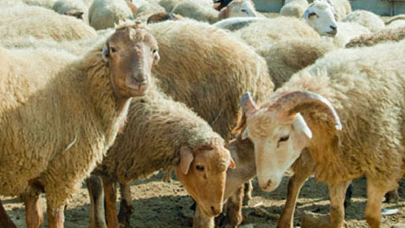 Nazirliyin balansındakı heyvanları oğurladı - Dövlətə 6 mindən çox ziyan vurdu
