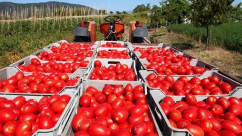 Qeyri-neft sektoru üzrə ixracda may ayında birinci yeri pomidor tutdu