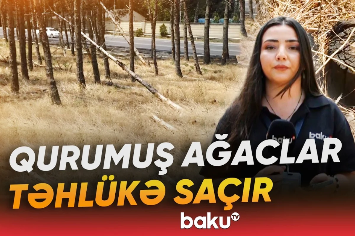 Binəqədidə qurumuş ağaclarla bağlı niyə tədbir görülmür? (VİDEO)