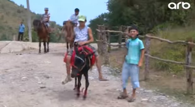 Azərbaycanda bəxt açan eşşək: 100 manata (VİDEO)