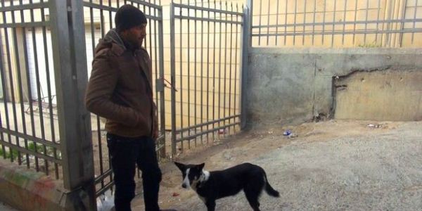 Bahalaşma “it bazarı”nı da vurdu: “Şəxsi ev heyvanları bazara çıxarılır” (FOTO/VİDEO)