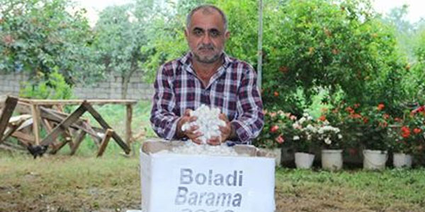 Lənkəranda barama yığımı başladı: 25 il sonra ilk dəfə... (FOTOLAR)