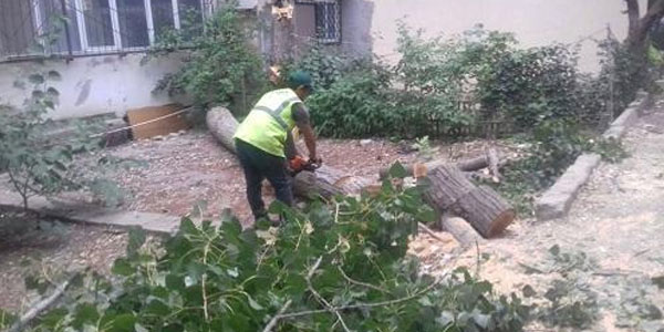 Bakıda ağac “qətliamı”: sakinlər etiraz edir (FOTOLAR)