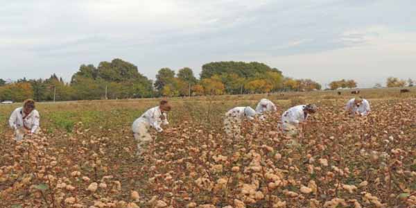 Azərbaycanda ilk dəfə rəngli pambıq yetişdirildi (FOTO)