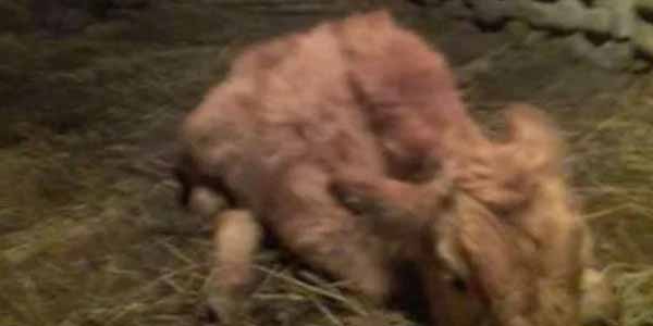 Nazirlikdən daha bir şikayət: vətəndaşa qotur inəklər verildi (FOTO)