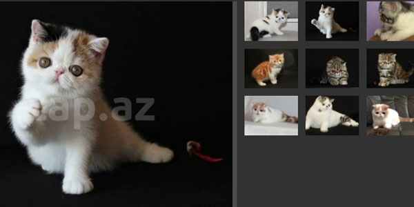 Azərbaycanda 1700 manata pişik satılır (FOTOLAR)