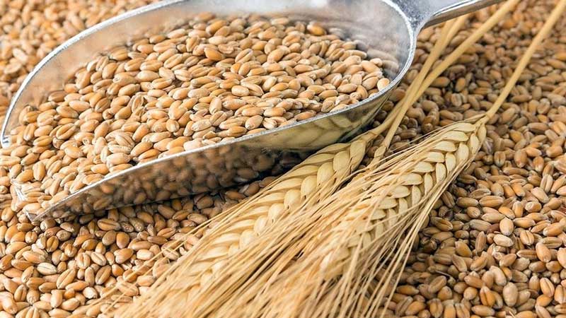 Un istehsalçılarına subsidiya verilməsi gözlənilir