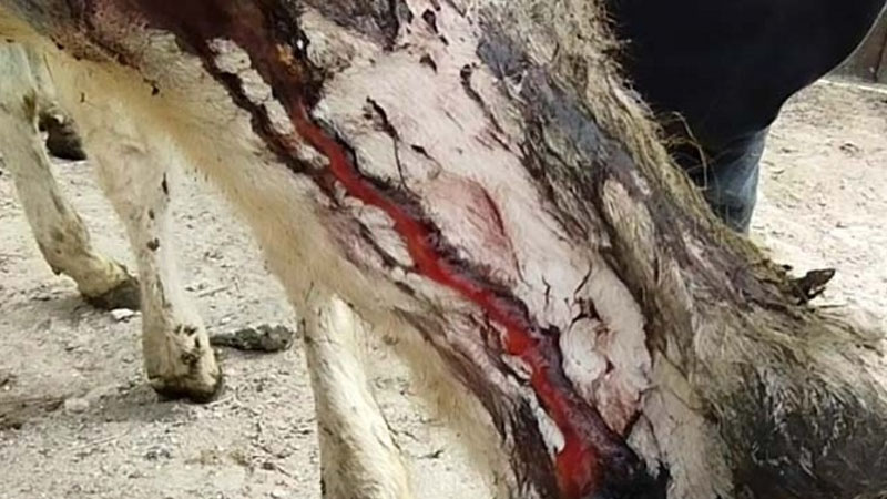 Şamaxıda canavarlar mal-qaraya hücum etdi (FOTOLAR)