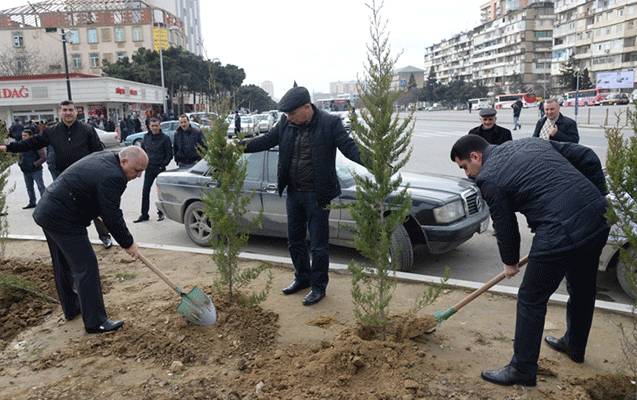 Nəsimidə ağacəkmə aksiyası keçirilib - Fotolar