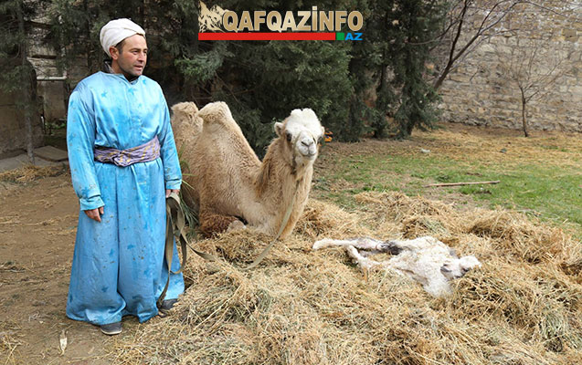Bayram tədbirinə gətirilən dəvə doğdu - Fotolar