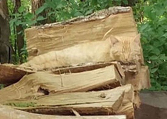 Heç kəs bu şəkildəki pişiyi tapa bilmir - FOTO
