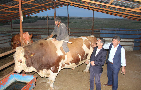 Qurban bayramında 2,2 tonluq buğa kəsiləcək - FOTO