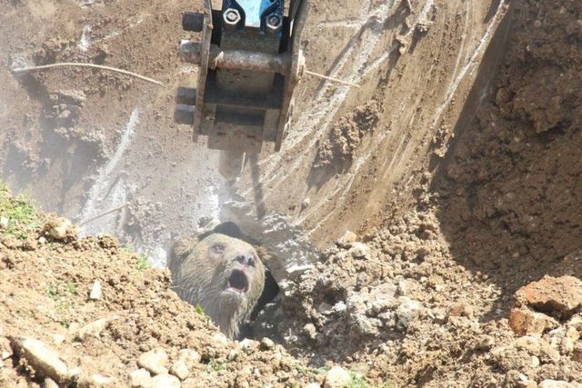 Bolu'da fotoseptik çukuruna düşen ayı 2 saatte kurtarıldı