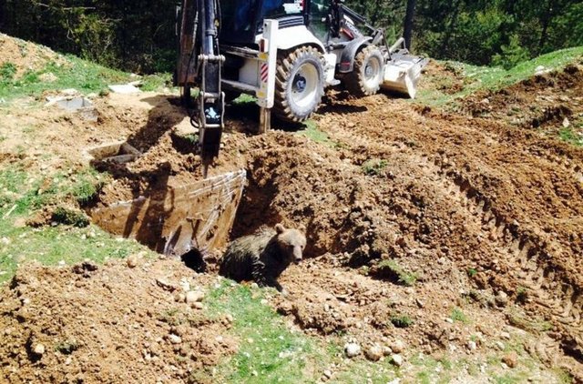 Bolu'da fotoseptik çukuruna düşen ayı 2 saatte kurtarıldı