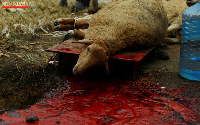 Bakıda Qurban bayramı həyəcanı FOTOLARDA