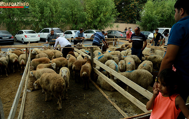 Bakıda Qurban bayramı həyəcanı FOTOLARDA