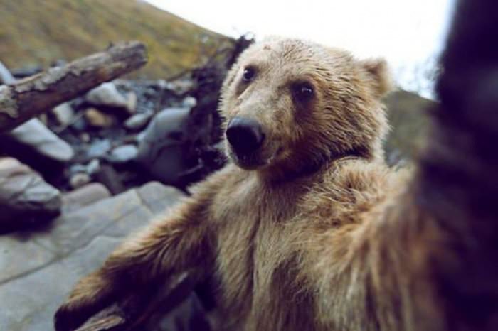 Selfie sevgisi olan şirin heyvanlar - FOTOLAR