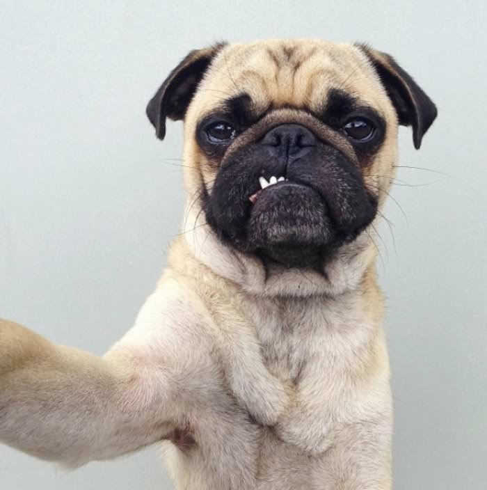 Selfie sevgisi olan şirin heyvanlar - FOTOLAR