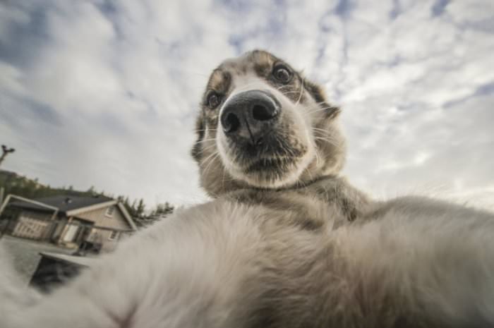Selfie sevgisi olan şirin heyvanlar - FOTOLAR