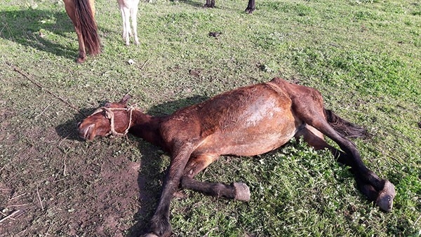 Azərbaycanda əhaliyə at – eşşək əti yedirənlər tapıldı - Dəhşətli görüntülər