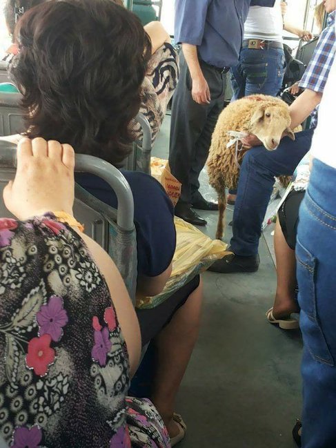 Bakıda avtobus BİABIRÇILIĞI: Avtobusa görün necə GİRDİLƏR